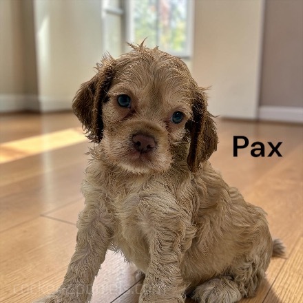 puppy, for, sale, Cocker Spaniel, Joe & Cherri  Overlease, dog, breeder, Miller, MO, dog-breeder, puppy-for-sale, forsale, nearby, find, puppyfind, locator, puppylocator, aca